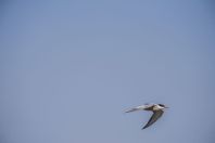 Sterna hirundo, Vadu