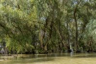 Danube delta