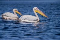 Pelecanus onocrotalus, Dunajská delta