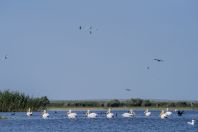 Pelecanus onocrotalus, Dunajská delta