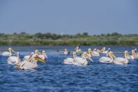 Pelecanus onocrotalus, Dunajská delta