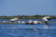 Pelecanus onocrotalus, Dunajská delta