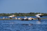 Pelecanus onocrotalus, Danube delta