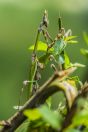 Empusa fasciata, Munţii Măcinului 