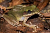 Hylarana raniceps, Santubong NP