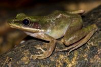 Hylarana raniceps, Santubong NP