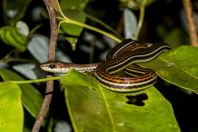 Dendrelaphis caudolineatus, NP Santubong