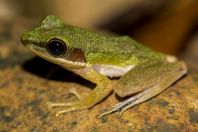 Hylarana megalonesa, Santubong NP