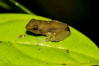 Metamorphosis, Santubong NP