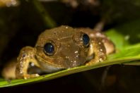 Fejervarya limnocharis, Kubah NP