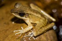 Meristogenys sp., Santubong NP