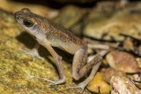 Ansonia leptopus,  Santubong NP