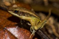 Meristogenys sp., NP Santubong