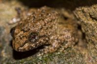 Limnonectes sp., Santubong NP