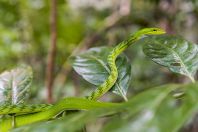 Ahaetulla prasina, Santubong NP