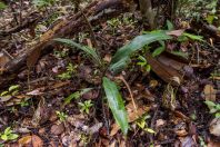 Nepenthes sp., NP Santubong