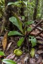 Nepenthes sp., NP Santubong