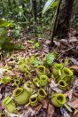 Nepenthes sp., Santubong NP