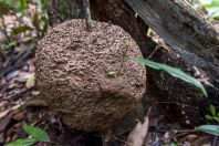 Termites, Santubong NP