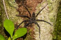 Sparassidae, NP Santubong