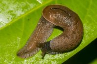 Slug, Santubong NP