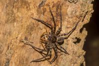 Sparassidae, Santubong NP