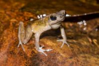 Ansonia leptopus, NP  Santubong