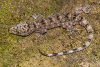 Gekko monarchus, NP Santubong