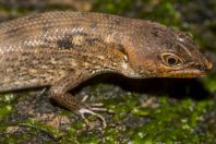 Tropidophorus sp., NP Santubong