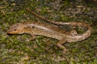 Tropidophorus sp., NP Santubong