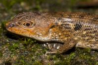 Tropidophorus sp., NP Santubong