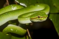 Tropidolaemus subannulatus, NP Santubong