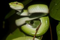 Tropidolaemus subannulatus, NP Santubong