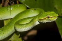 Tropidolaemus subannulatus, NP Santubong