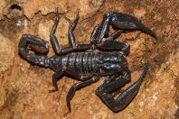 Heterometrus longimanus, NP Santubong