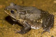 Duttaphrynus melanosticus, NP Santubong