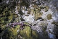 Cyrtodactylus sp., Fairy Caves, Bau