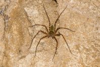 Sparassidae, Wind Cave, Bau