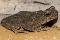 Phrynoidis asper, Wind Cave, Bau