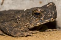 Phrynoidis asper, Wind Cave, Bau