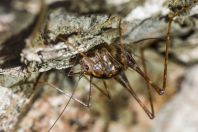 Tettigoniidae, Wind Cave, Bau