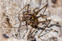 Tettigoniidae, Wind Cave, Bau