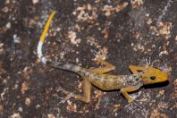 Cnemaspis sp., Wind Cave, Bau