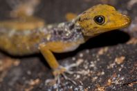 Cnemaspis sp., Wind Cave, Bau