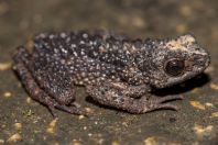 Ansonia spinulifer, Wind Cave, Bau