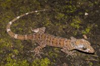 Cyrtodactylus sp., Wind Cave, Bau