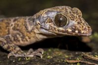 Cyrtodactylus sp., Wind Cave, Bau