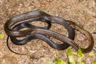 Coelognathus flavolineatus, Bau