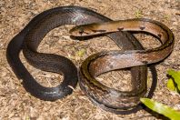 Coelognathus flavolineatus, Bau