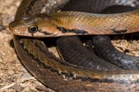 Coelognathus flavolineatus, Bau